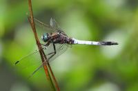 Orthetrum albistylum