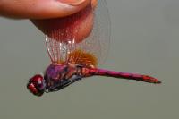 Trithemis annulata