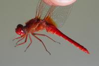 Crocothemis erythraea