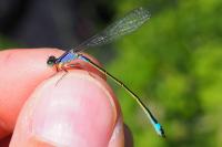 Ischnura elegans