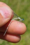 Platycnemis latipes