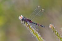 Leucorrhinia dubia