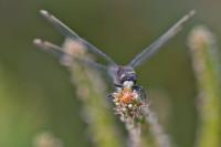 Leucorrhinia dubia
