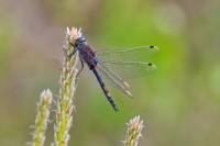 Leucorrhinia dubia