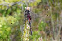 Leucorrhinia dubia