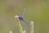 Leucorrhinia dubia
