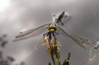 Leucorrhinia dubia