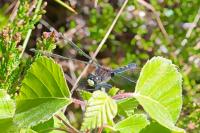 Leucorrhinia dubia