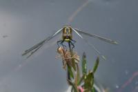 Leucorrhinia dubia