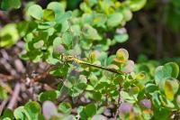 Gomphus pulchellus