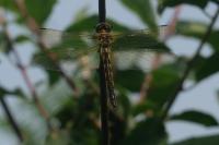 Somatochlora flavomaculata