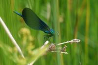 Calopteryx virgo meridionalis