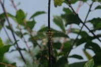 Somatochlora flavomaculata