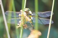 Cordulegaster boltonii