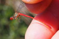 Ceriagrion tenellum