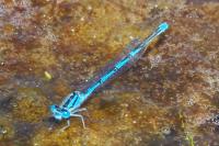 Erythromma lindenii