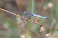 Orthetrum coerulescens