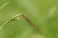 Ceriagrion tenellum