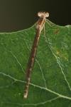 Sympecma fusca