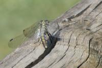 Orthetrum cancellatum