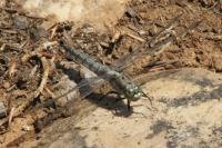 Orthetrum cancellatum