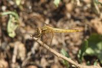 Crocothemis erythraea
