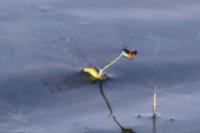 Erythromma viridulum