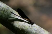 Calopteryx haemorrhoidalis