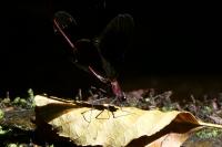 Calopteryx haemorrhoidalis
