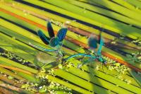 Calopteryx splendens