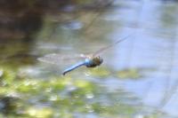 Anax imperator