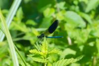 Calopteryx xanthostoma