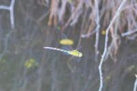 Aeshna cyanea