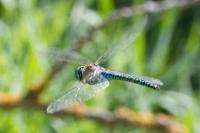 Aeshna affinis
