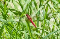 Crocothemis erythraea