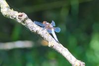 Libellula depressa