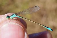 Ischnura elegans