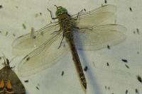 Anax imperator