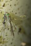 Anax imperator
