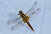 Crocothemis erythraea