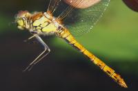 Sympetrum striolatum