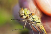 Sympetrum striolatum