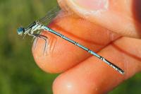 Platycnemis pennipes