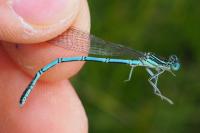 Platycnemis pennipes