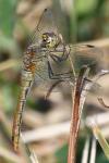 Sympetrum sanguineum