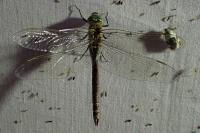 Anax parthenope