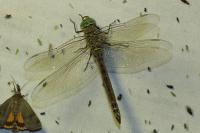 Anax parthenope