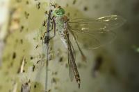 Anax parthenope