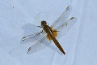 Crocothemis erythraea