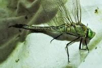 Anax parthenope